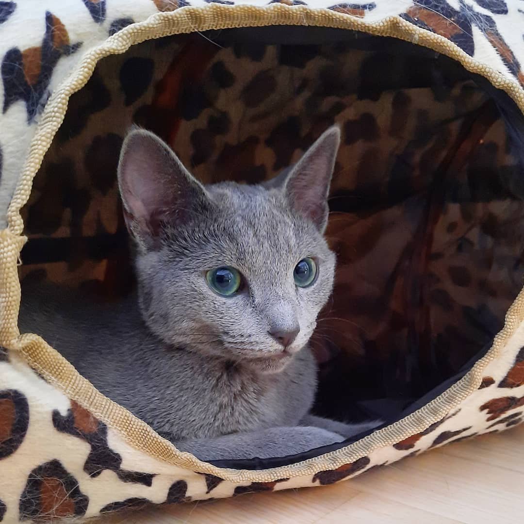 Russian Blue Kittens California - Playful Kittens - Home Raised Russian Blue - Ethical Breeder